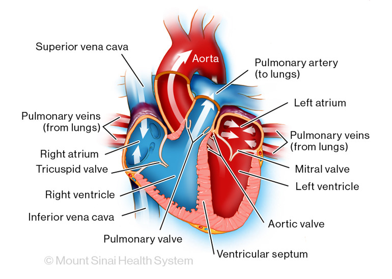The main parts of a fully formed heart illustration