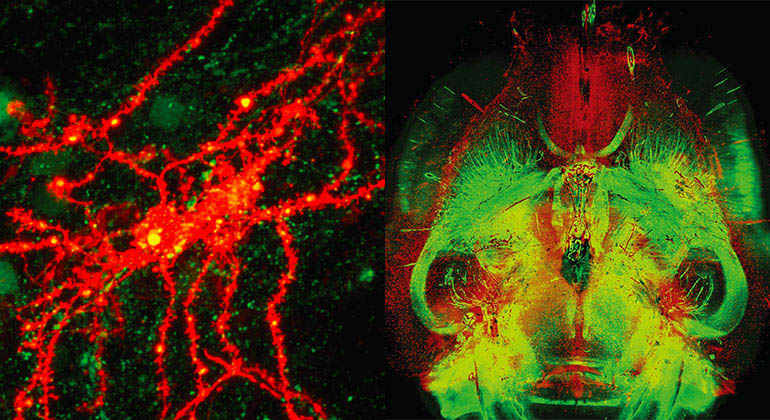 Old Habit-Controlling Neurons May Also Help the Brain Learn New Tricks