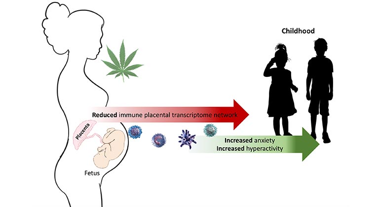 cannabis and pregnancy