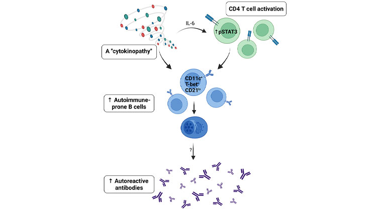 Genetic Disorders of Immune Regulation