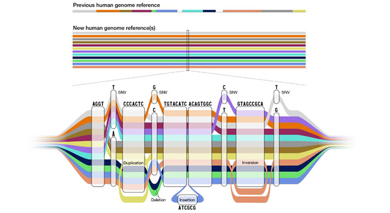 genome