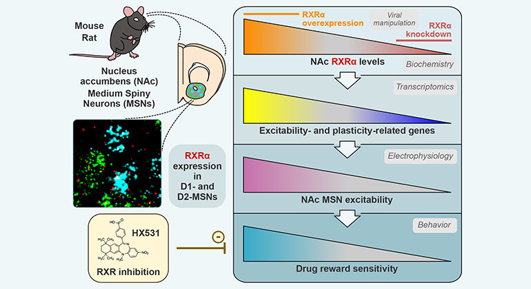 References - Drug Discovery for the Treatment of Addiction - Wiley Online Library