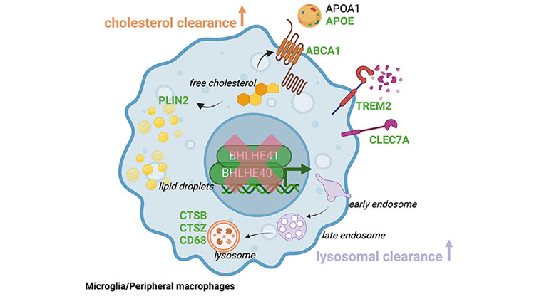 cell structure