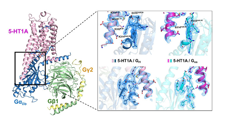 Brain Receptors image