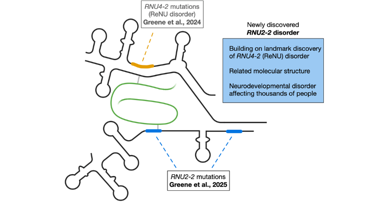 neuro development