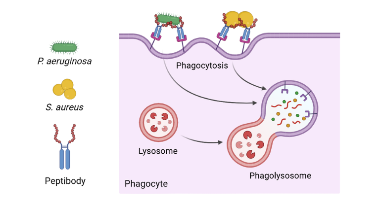 mRNA Therapy