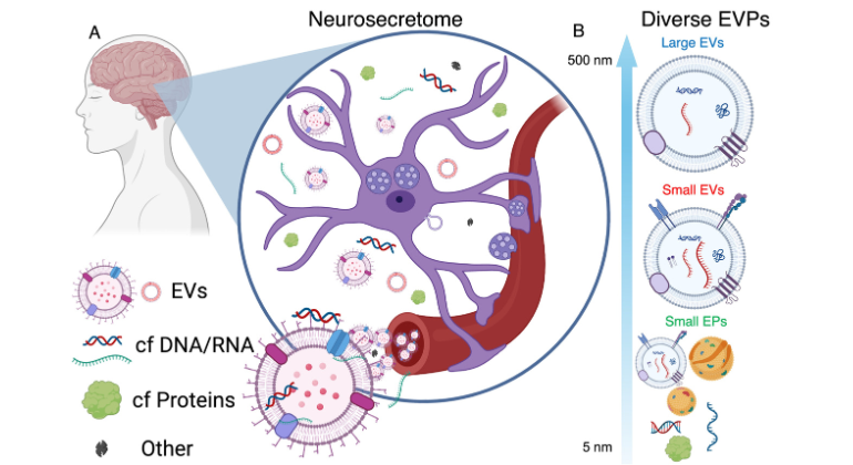 RNA Biomarkers