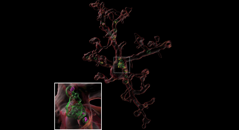 Youth-Associated Protein