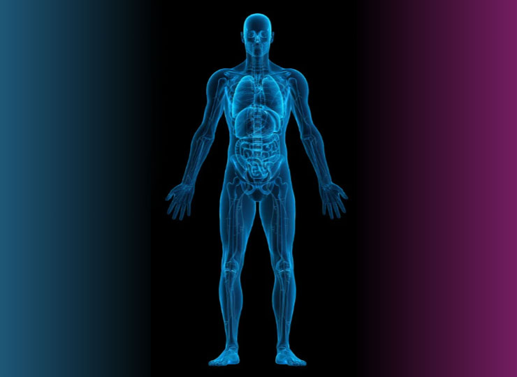 Photo of skeletal form