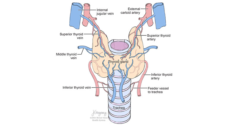 Tracheal Transplant Program