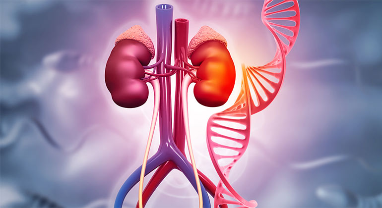 Image of kidney