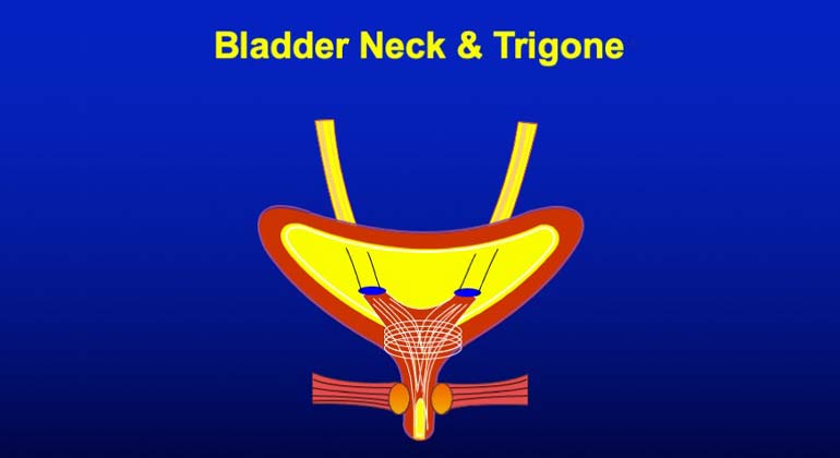Bladder neck and Trigone
