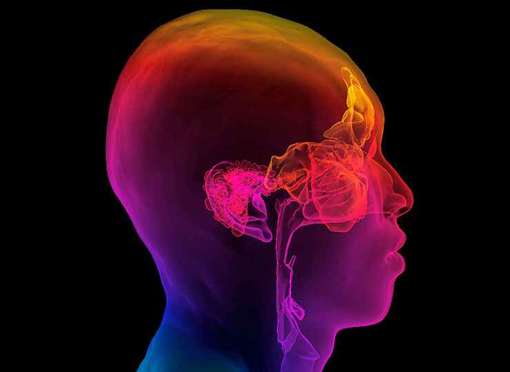Photo of Human brain graphic