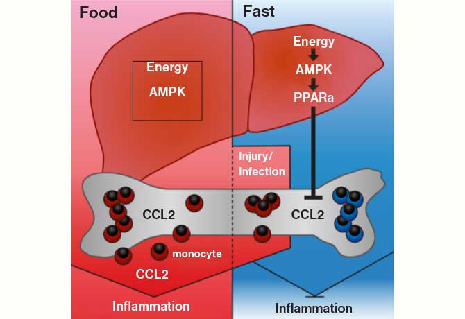 An illustration showing food intake, fasting and inflammation.