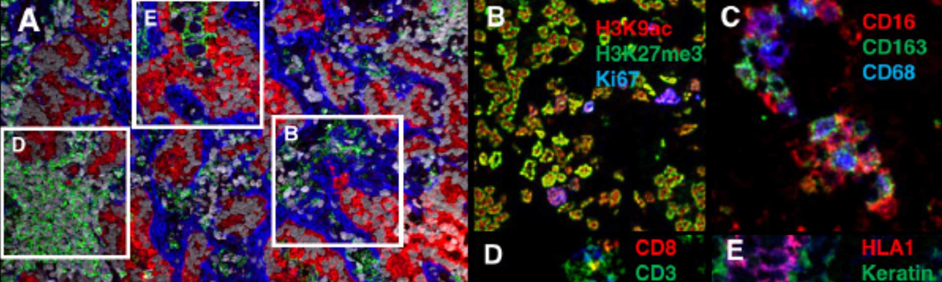 Image shows high content cell and molecule spatial analysis