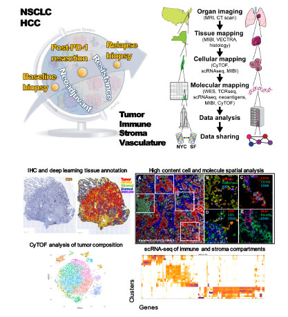 An image showing the multiscale map investigators are creating of patient tumors