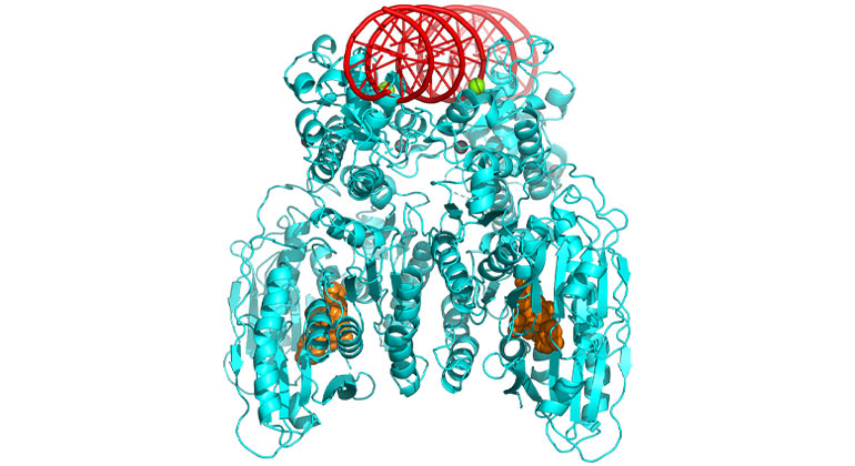 Cap 5 DNA graphic