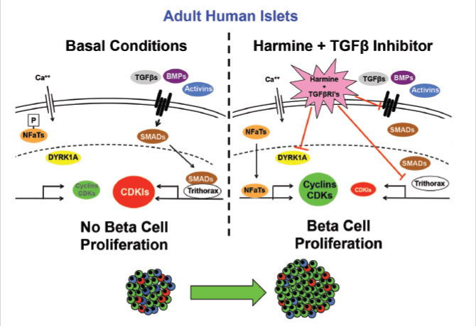 A diagram shows how synergystic mechanisms enhance beta cell proliferation, compared with basal conditions: Harmine, acting on DYRK1A, activates cyclins, CDKs, and related cell-cycle activators. In parallel, TGFβSF pathway inhibitors relieve expression of cell-cycle inhibitors.