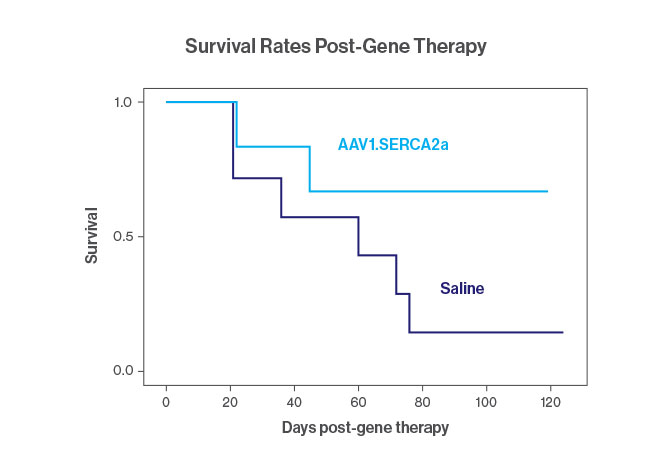 A chart showing pulmonary hypertension pigs treated with AAV1.SERCA2a nebulization therapy had better survival compared to those treated with saline.