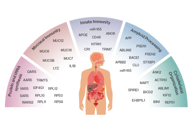 A figure shows transcriptomic analyses revealed that endogenous HHV-6A and HHV-7 viromes were driving expression of many recognizable Alzheimer’s genes, such as BIN1, MAPT, CLU, PSEN1, PSEN2, APP, APOE, and CR1.