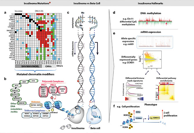 An illustration showing a road map to beta cell proliferation in insulinomas