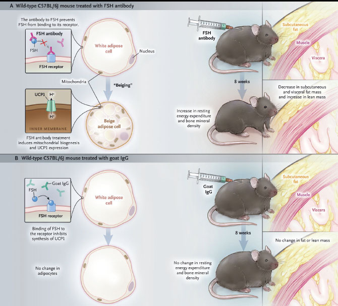 An illustration showing the FSH antibody treatment