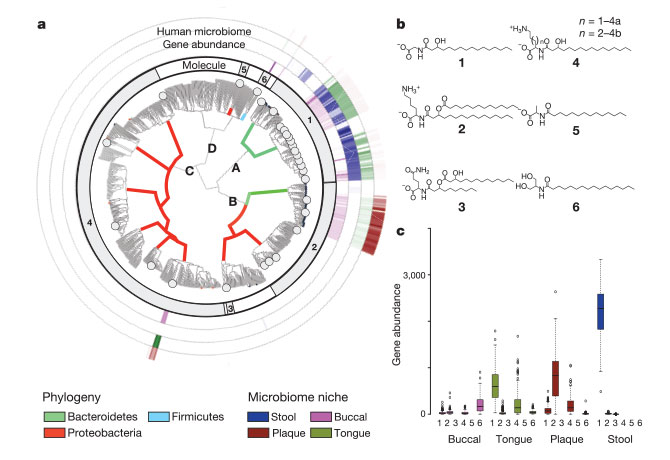 An illustration shows Phylogenetic tree of N-acyl genes from PFAM13444