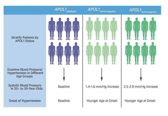 An illustration showing APOL1 Genotypes and Phenotypic Data from EMRs