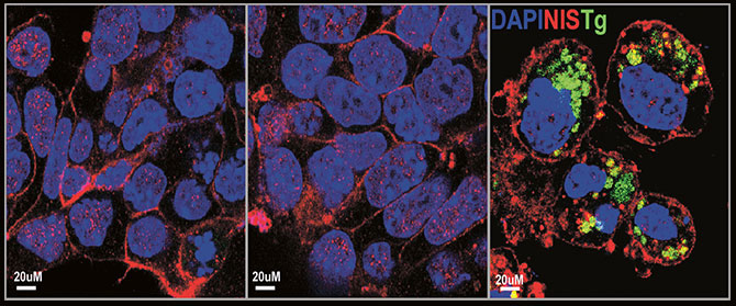 image showing differentiation into thyroid cells