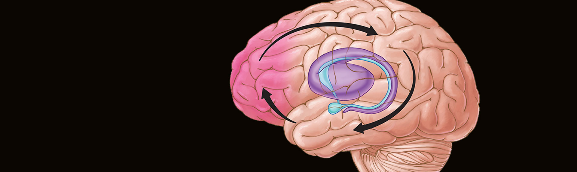 An illustration showing the three stages of the addiction cycle and the brain regions associated with them