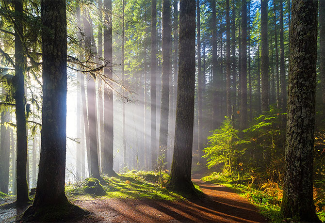 Sun streaming through forest