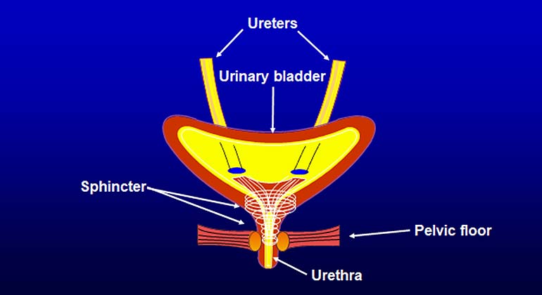 Diagram of the sphincter