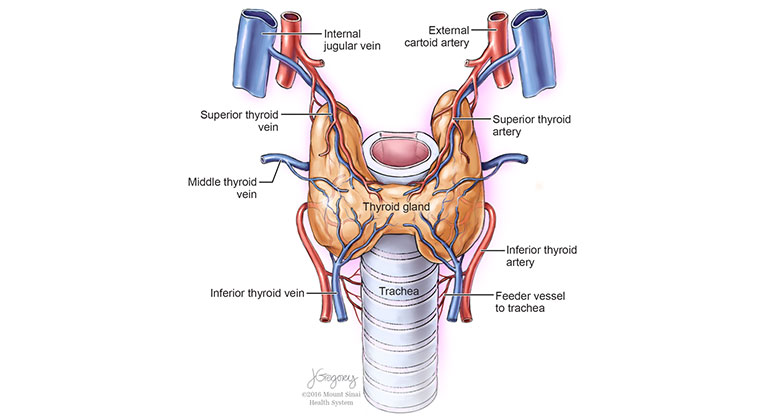 Illustration of a trachea